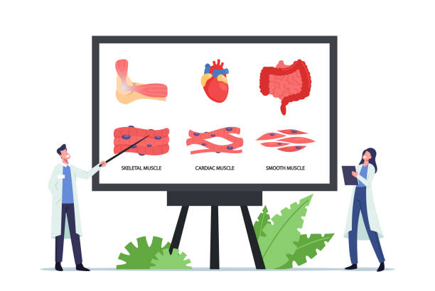 koncepcja zdrowia mięśni. tiny doctors w: huge board with infographics presenting szkieletowe, serca i mięśnie gładkie - actin stock illustrations