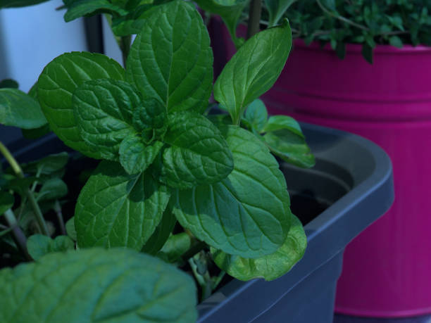 istock a lemon mint plant in a flowerpot 1317160191
