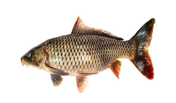istock River carp fish isolated on white background. 1317160371