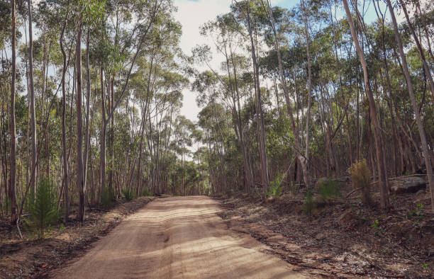 istock dirt road through forest of australian eucalypts 1317161192