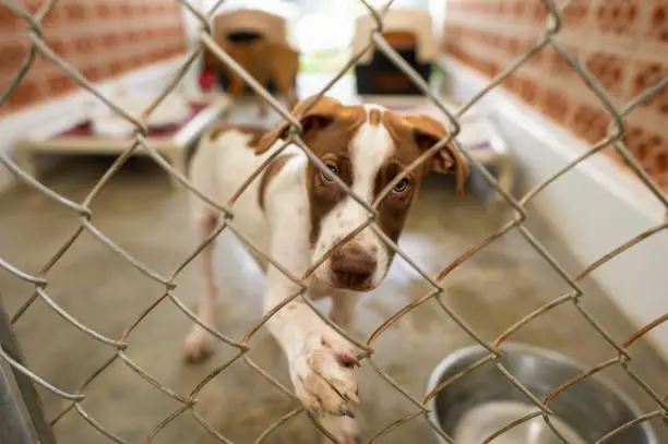 A Shelter Dog Is Looking Through It's Fenced Enclosure With A Longing Look On It's Face