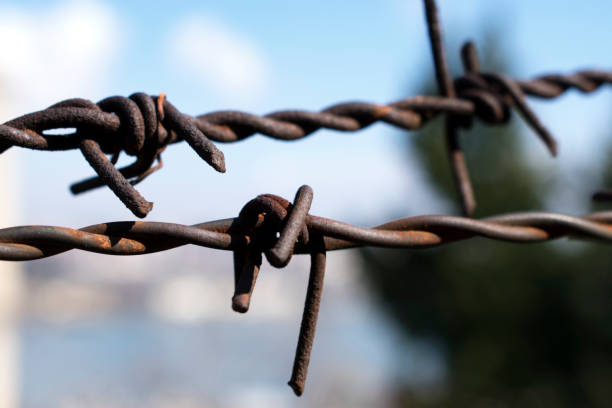 barbed wire barbed wire rusty barbed wire stock pictures, royalty-free photos & images