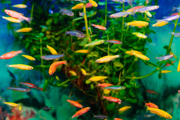 istock Danio small, fast fish with unusual colors. 1317161763