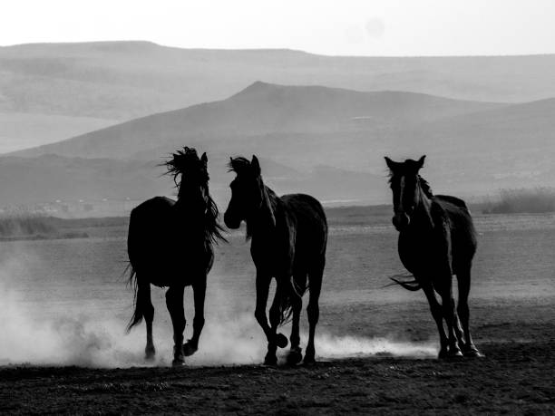 Three horses are running, foggy mountain is seen in the background. stock photo