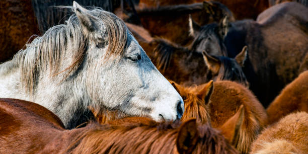 istock Group of horses are staying together 1317162808