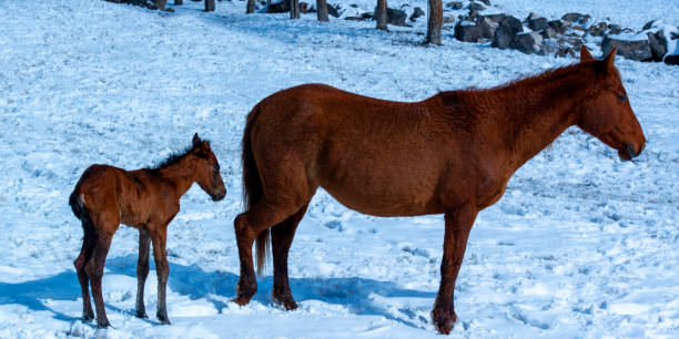 istock Baby horse and its mother 1317162832
