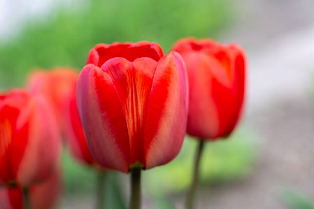 istock Red tulips. Beautiful flowers on a blurred spring background. 1317163360