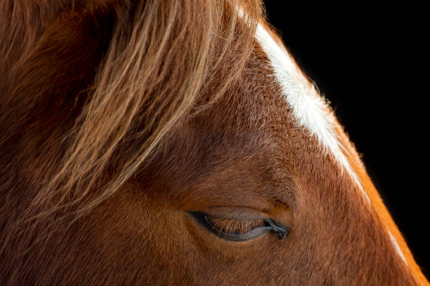 istock Close-up horse face from side view. 1317163400