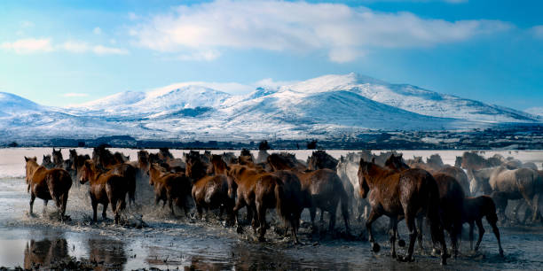 Herd of horses are running on a lake stock photo