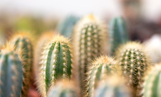 Plants of small cactus in floristeria, nature and decoration