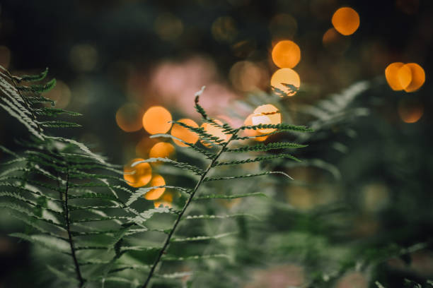 Woodland fern