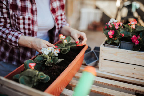 istock Mature female gardening at spring time 1317166552