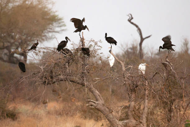 African openbill in the African savanna in botswana Africa