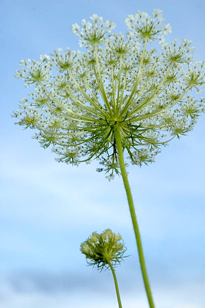 istock Reaching for the Sky, Daucus carota 131716746