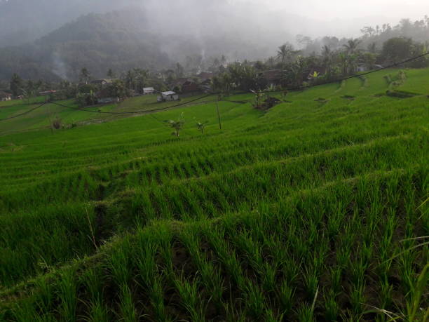 istock Green rice fields with the morning sky 1317167511