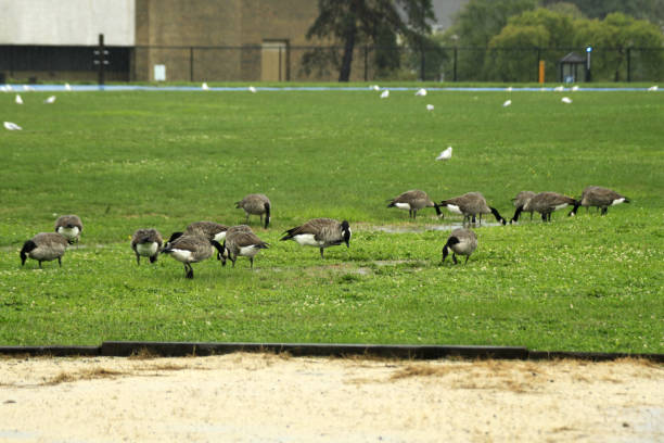 istock Canada Goose in the Rain - Kent State University 1317167513