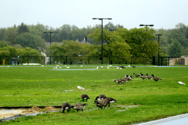 istock Canada Goose in the Rain - Kent State University 1317167516