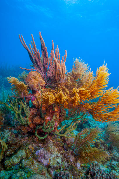 istock Caribbean coral garden 1317167528