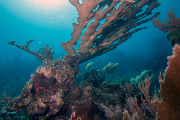 istock Caribbean coral garden 1317167534