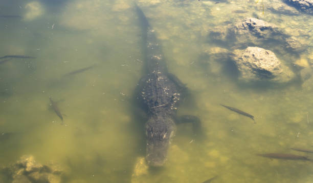 istock Alligator submerged under water 1317167598