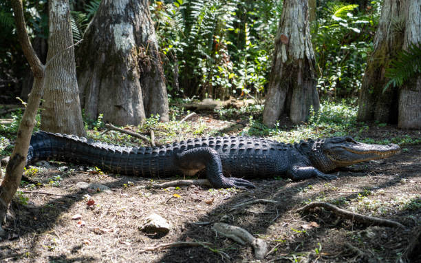 istock American alligator resting in sun 1317167599