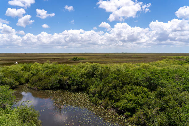 istock Everglades Wetland from Above with Pond 1317167701