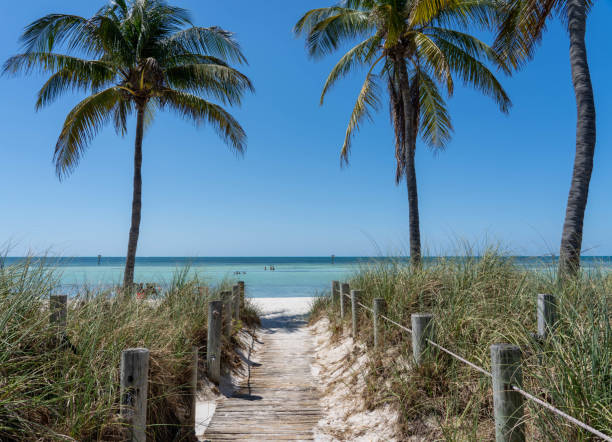 istock Pathway to Beach in Key West, framed by two Palm Trees 1317167834