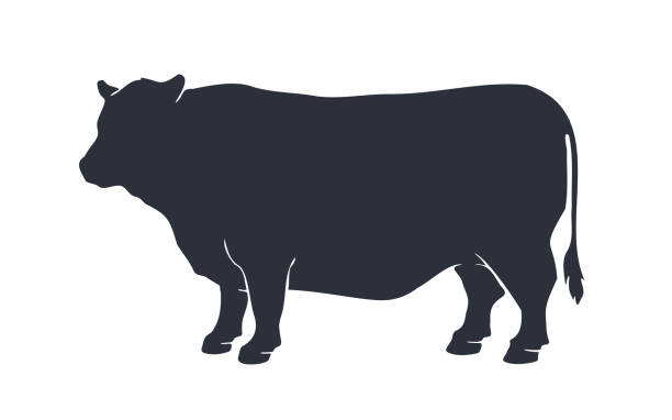 illustrations, cliparts, dessins animés et icônes de silhouette de vache. silhouette rétro vintage de vache d’impression - cow bull cattle beef cattle