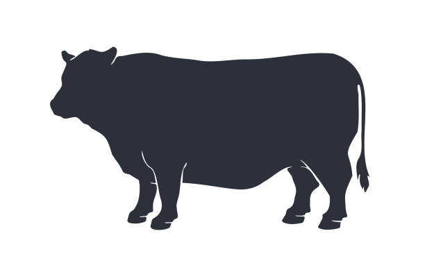 Cow silhouette. Vintage retro print cow silhouette Cow or bull silhouette. Black and white isolated cow or bull silhouette. Vintage retro print for meat business, meat shop, restaurant menu. Logo, sign cow or bull for butchery. Vector Illustration aberdeen angus cattle stock illustrations