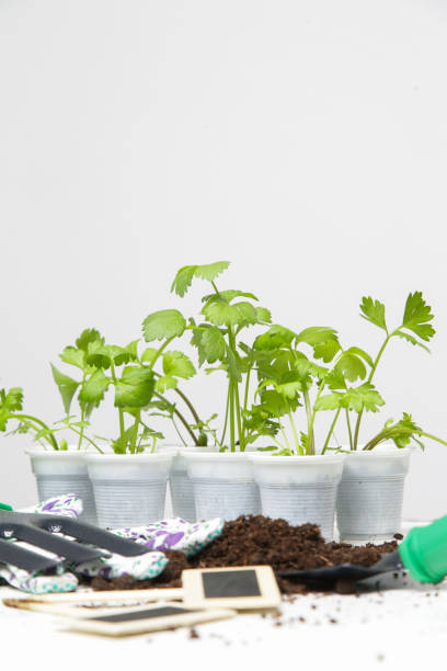 semis de céleri dans de petits récipients, prêts pour la transplantation, tournés en studio - celery nutrient vegetable plant photos et images de collection
