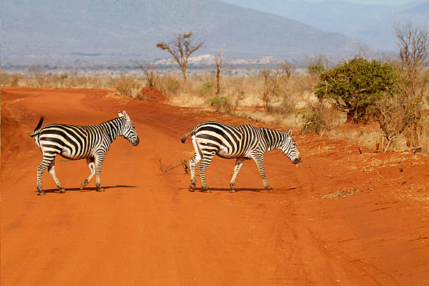 zebras (equus burchellii) - burchellii стоковые фото и изображения