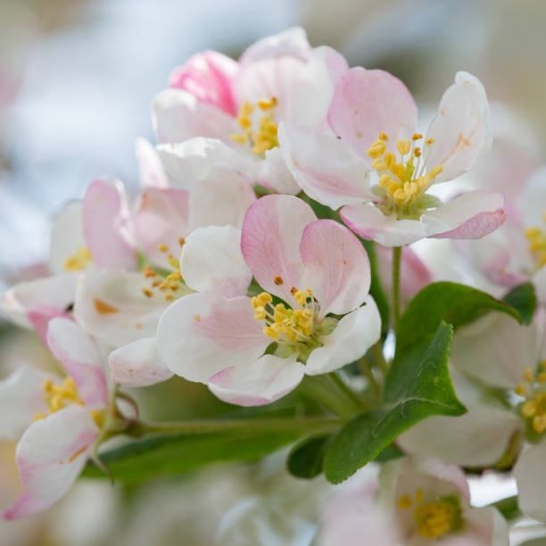 Close-up of apple tree blossoms stock photo