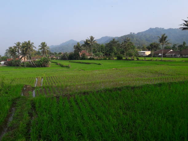 istock Green rice fields with the morning sky 1317173082