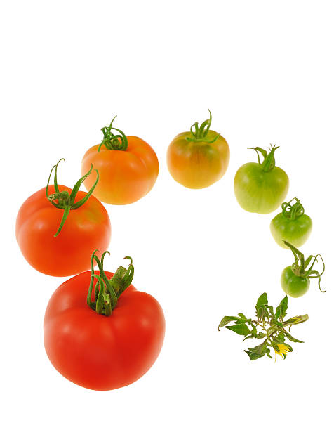 進化のレッドトマト白背景 - evolution progress unripe tomato ストックフォトと画像