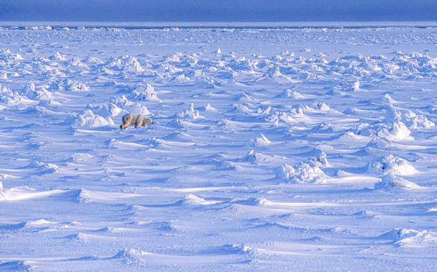 One Wild Polar Bear Walking on Icy Hudson Bay One wild polar bear (Ursus maritimus) walking across the snow covered pack ice towards the Hudson Bay, waiting for the bay to freeze over so it can begin the hunt for ringed seals.

Taken in Cape Churchill, Manitoba, Canada. polar bear photos stock pictures, royalty-free photos & images