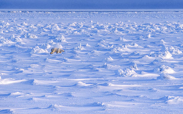 один дикий белый медведь гуляет по ледяному гудзонову заливу - arctic canada landscape manitoba стоковые фото и изображения