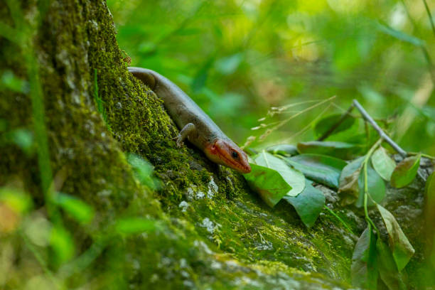 istock Broad-Headed Skink Wandering Through Forest 1317175022