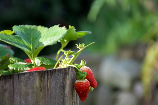 Beautiful fresh red homegrown strawberries in a planter pot in a domestic back garden for a food not lawns concept.