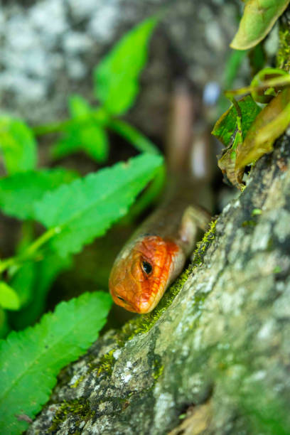istock Broad-Headed Skink Wandering Through Forest 1317175183
