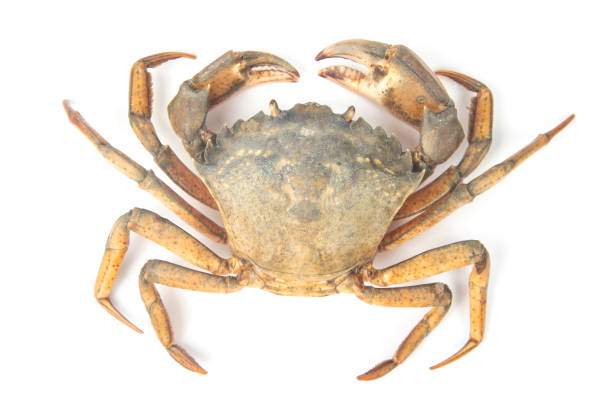 istock yellow sea crab on white background 1317175788