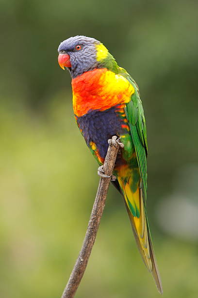 Rainbow Lorikeet Close up view of the vibrant colours of the rainbow lorikeet rainbow lorikeet photos stock pictures, royalty-free photos & images
