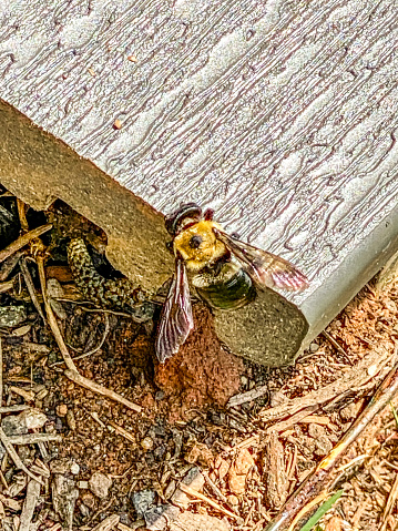 A carpenter bee rests for a moment. These large bees are a menace in Georgia.