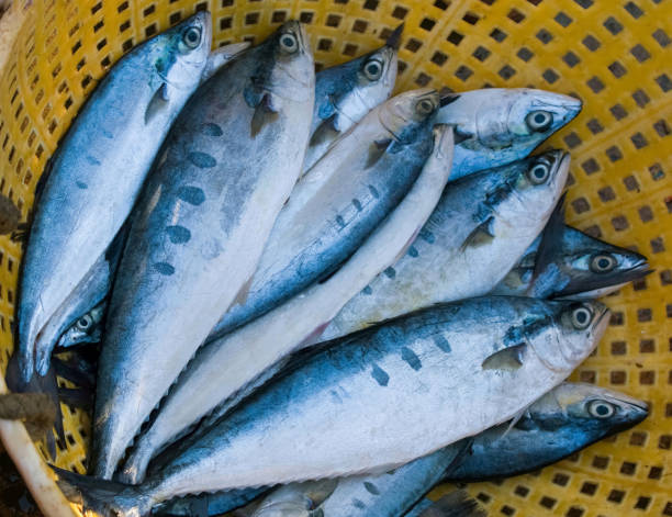 istock Collection of double spotted queen fish in a container. 1317180869