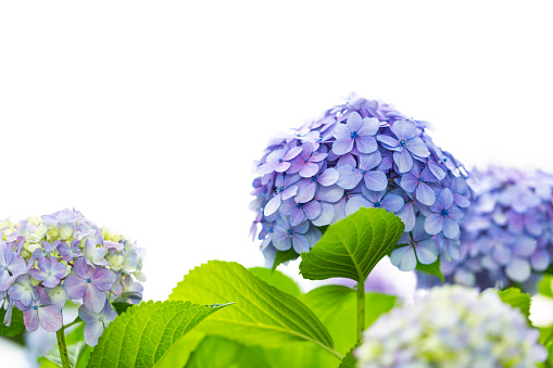Purple And Blue Hydrangea Flowers in Early Summer