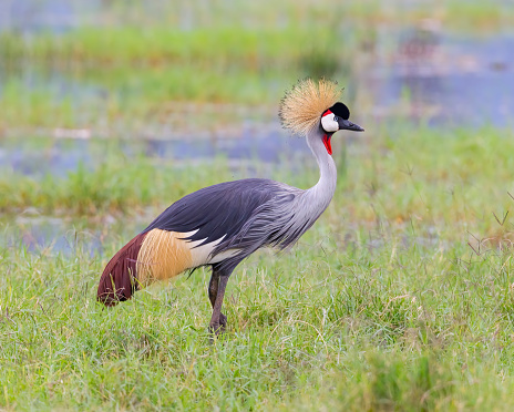 A great crowned crane. Taken in Kenya