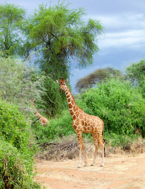 istock Giraffe Stock Photo 1317183978