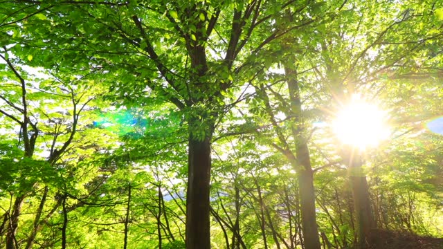 a refreshing breeze blowing fresh green leaves in Japan Forest