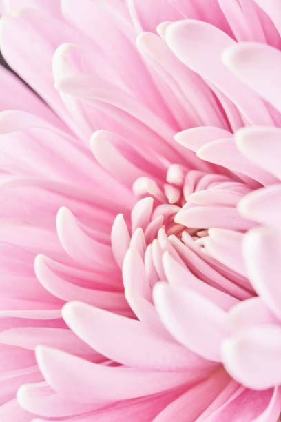 istock Pink chrysanthemum flower background 1317186074