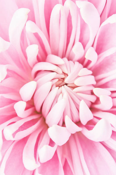 istock Pink chrysanthemum flower background 1317186075