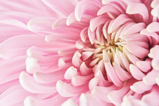 Macro shot of a pink chrysanthemum flower to form an abstract nature background